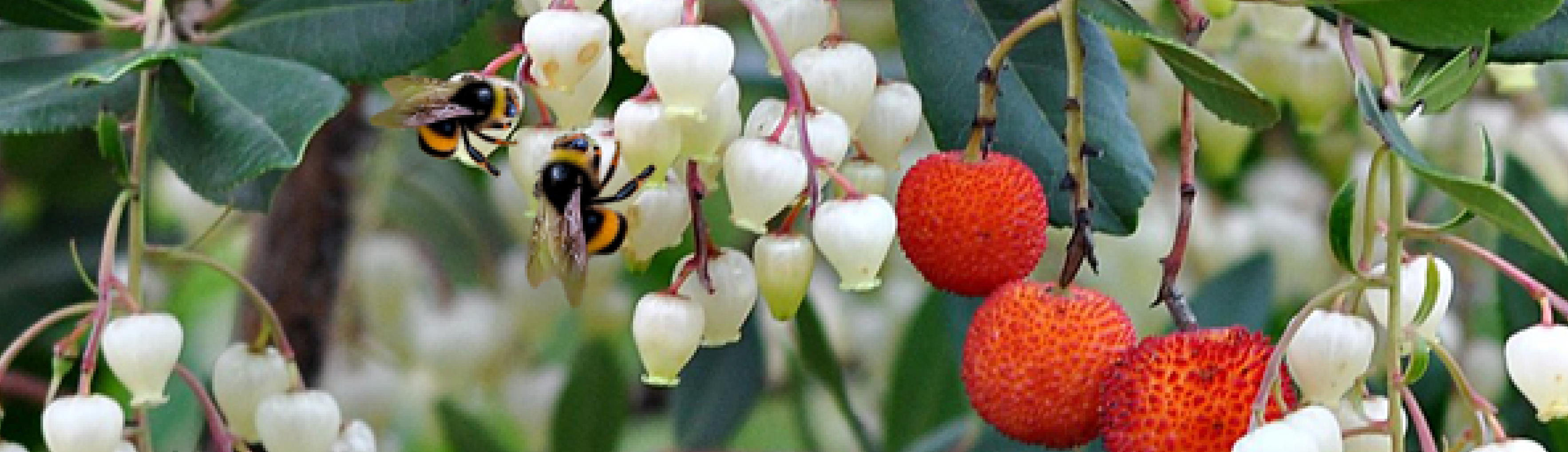 arm_file_saECIslfqkxMtQ1 Forum